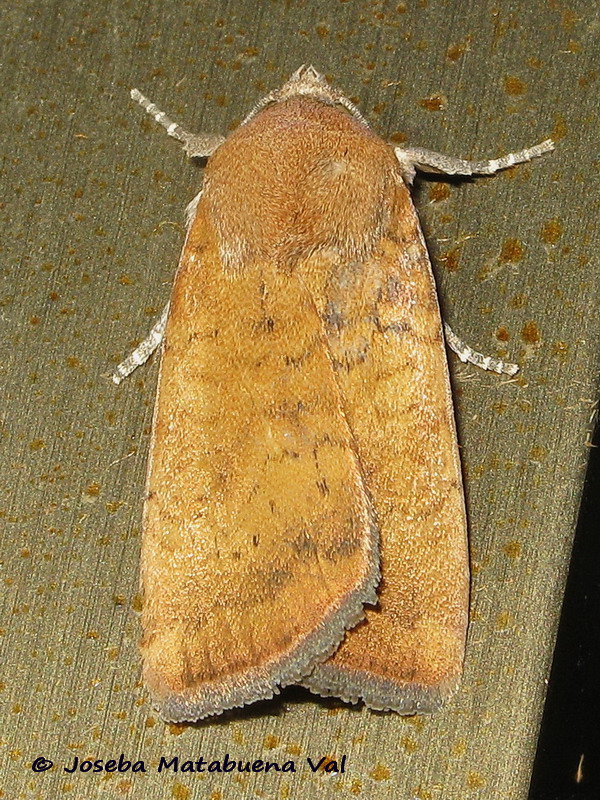 Noctua interjecta - Noctuidae